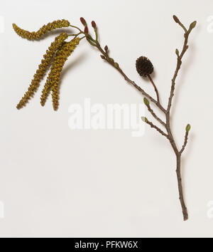 Il ramo da Alnus cordata (Italiano) ontano con giallo-marrone amenti maschili, piccole, femmina amenti, e un singolo, frutta marrone Foto Stock