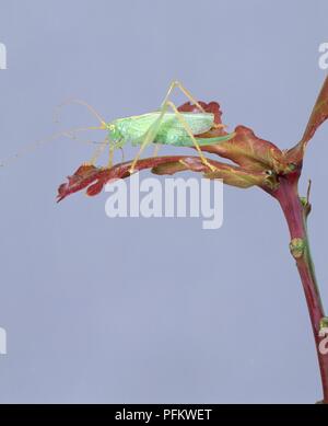 Oak bush cricket (Meconema thalassinum) sulla lamina Foto Stock