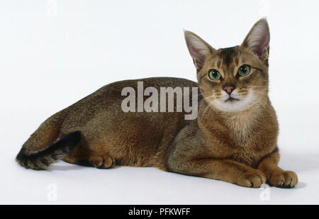 Al solito gatto abissino con grande punga e le orecchie a punta nera di coda, sdraiato. Foto Stock