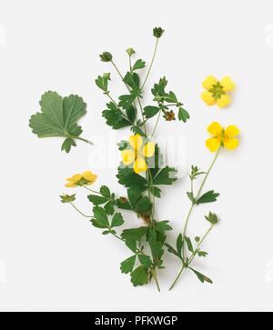 Potentilla erecta (Tormentil) steli con foglie e fiori di colore giallo Foto Stock