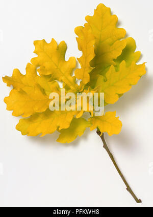 Fagaceae, Quercus rubra "Concordia", farnia, luminoso giallo, traslucido foglie a molla. Foto Stock