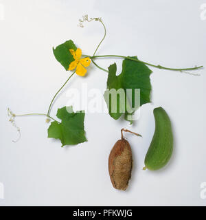 Fiore, frutta, foglie e viticcio dalla Luffa cylindrica (liscia loofah) Foto Stock