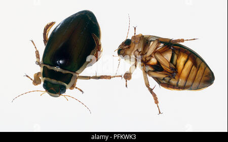 Grande diving beetle (Dytiscus marginalis), vista dall'alto e vista verso l'alto Foto Stock
