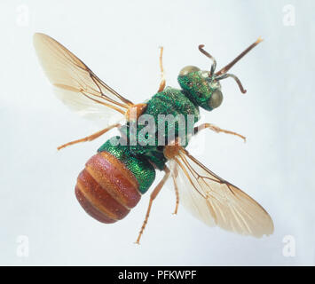 Gioiello Wasp o Emerald scarafaggio Wasp (Ampulex compressa), con i colori verde e marrone corpo e ali traslucido, close-up Foto Stock