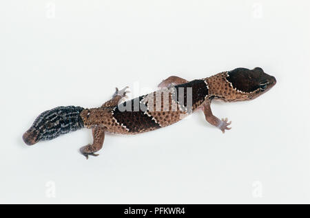 African fat-tailed gecko (Hemitheconyx caudicinctus), ad alto angolo di visione Foto Stock