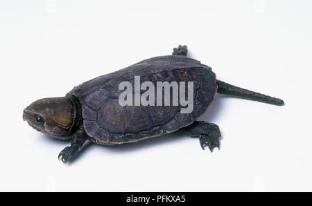 Big-headed turtle (Platysternon megacephalum), ad alto angolo di visione Foto Stock