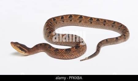 Slithering asiatiche o: la malese Rattlesnakes (Calloselasma rhodostoma), vista laterale Foto Stock