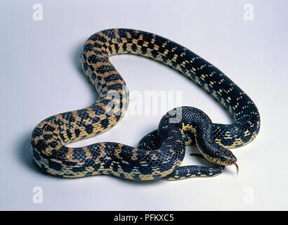 Il gigante malgascio hognose snake (Leioheterodon madagascariensis), avvolto a ricciolo Foto Stock