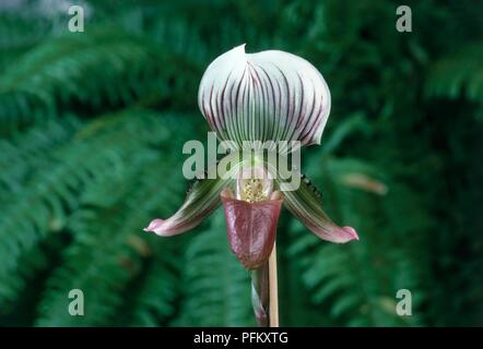 Paphiopedilum callosum (Slipper orchid), testa di fiori, close-up Foto Stock