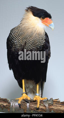Vista frontale di un Caracara crestato, appollaiato su un ramo, con testa in profilo. Foto Stock