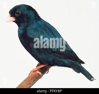 Vista laterale di una variabile Indigobird, appollaiate su un ramo di stretta, con testa in profilo. Foto Stock
