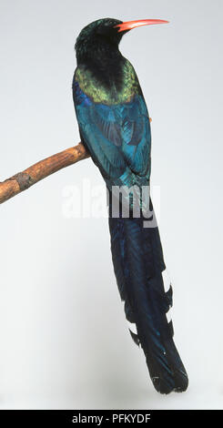 Vista posteriore di un verde Wood-Hoopoe, Phoeniculus purpureus, appollaiate su un ramo, con testa di profilo che mostra le lunghe e sottili e leggermente curvo bolletta Orange, lucida piumaggio, barre di colore bianco sulla parte esterna delle piume di coda e lunga coda rastremata. Foto Stock