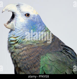 Vista laterale del profilo della testa di un St Vincent Parrot o fase verde, visto da vicino con il suo corno-bill colorate ampia aperta. Sono inoltre visibili le scagliose-refilato nuca piume. Foto Stock