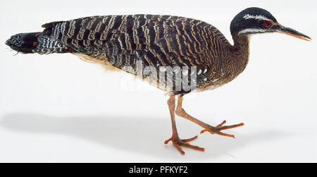 Tettuccio di vista laterale di un Sunbittern, con una sottile bill per il prelievo di preda e lunga, wading gambe. Il piumaggio è strettamente bloccato a strisce e chiazzato in nero, marrone, verde oliva e grigio. In volo un grande occhio scuro-spot è reavealed sulle ali. Foto Stock