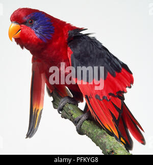 Vista laterale di un Black-Winged Lory, noto anche come Blue-Cheeked Lory si appollaia su un lichen-ramo coperti, con testa di profilo, mostrando la bolletta Orange, banda blu scuro attorno agli occhi, corpo rosso del piumaggio e area nera sulla diffusione delle ali. Foto Stock