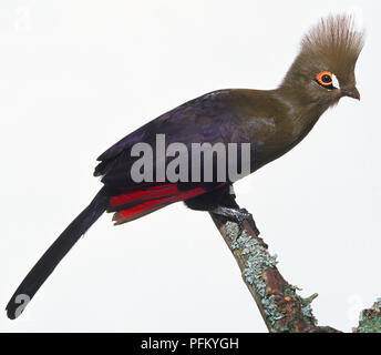 Vista laterale di un Fischer's Turaco proteso in avanti mentre si appollaia su un ramo, che mostra il suo luminoso ruggine-rosso, denso ciuffo di penne, due strisce di occhio, piccolo bill, piumaggio di colore verde e le piume di coda. Pigmenti Puri Nel piumaggio sono unici per's Turaco's. Foto Stock