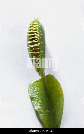 Dionaea muscipula (Venus flytrap), chiuso Foto Stock