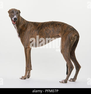 Levriero standing, rivolto in avanti Foto Stock
