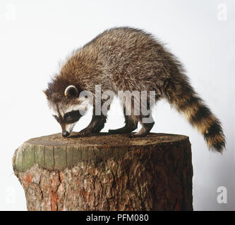 Raccoon (Procione lotor) appollaiate sul ceppo di albero, vista laterale Foto Stock