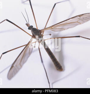 Gru fly (Tipula sp.), close-up, vista da sopra Foto Stock