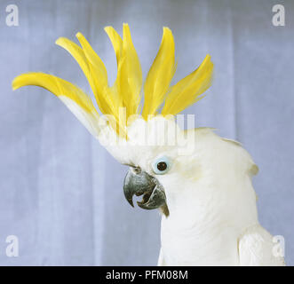 Zolfo-crested cockatoo (Cacatua sulphurea) con la testa sollevata di cresta Foto Stock