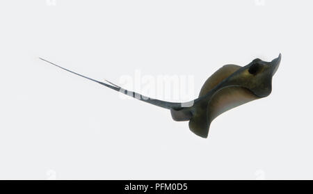 Stingray comune (Dasyatis pastinaca), vista laterale Foto Stock