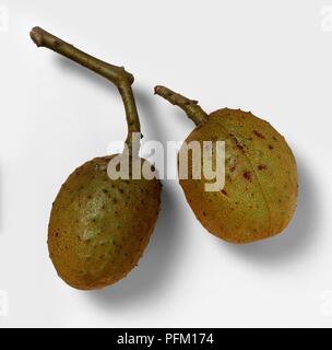 Aesculus x carnea (rosso ippocastano), due castagne nei loro baccelli, close-up Foto Stock