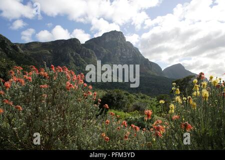 Sud Africa, Western Cape, Kirstenbosch Botanical Garden, il paesaggio di montagna con leucospermum sp. (Rocket puntaspilli) in primo piano Foto Stock