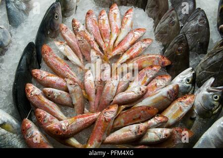 Egitto, Alessandria, pesce fresco visualizzati al ristorante Foto Stock