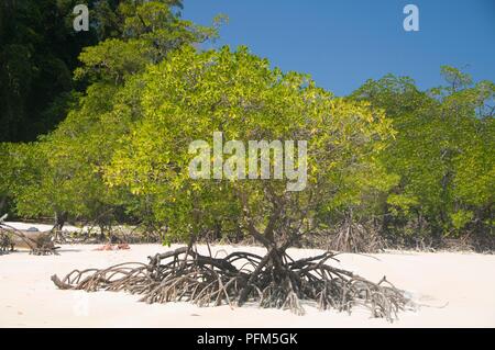 Thailandia, Surin Islands Marine National Park, Ko Surin Nua, Mae Ngam Beach, mangrove Foto Stock