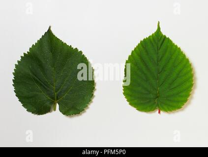 Morus nigra (nero gelso), e Davidia involucrata var. Vilmoriniana (colomba Tree, fazzoletto albero) lascia Foto Stock