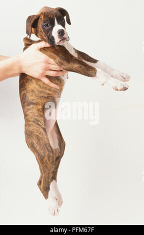 Boxer cucciolo, canis familiaris, essendo prelevato, vista laterale. Foto Stock