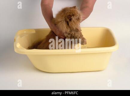 Mani rosso gatto persiano in bagno di acqua Foto Stock
