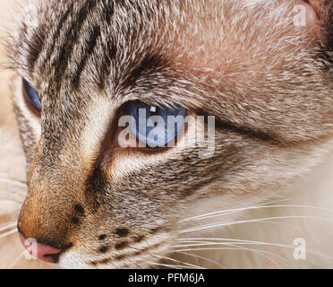 Gatto occhi blu, close up Foto Stock