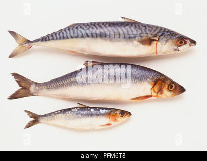Tre pesci alimentare con simili, grigio-blu e bianco colorazione, sgombro (Scombridae), aringa (Clupeidae) e sardine (Clupeidae), vista laterale. Foto Stock