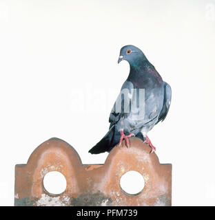 Rock Colomba (Columba livia domestica), feral pigeon permanente sulla maiolica post Foto Stock