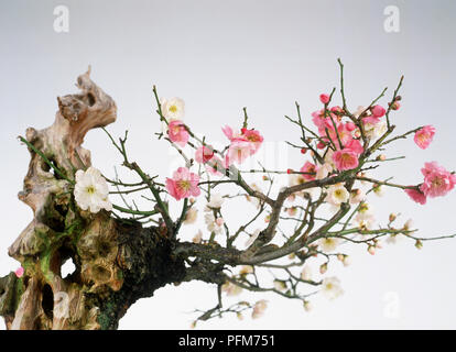 Prunus mume (Giapponese albicocca), rosa e bianco rami fioriti Foto Stock