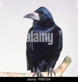 Rook (Corvus frugilegus) black bird appollaiate sul ramo Foto Stock