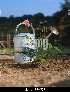 Un metallo annaffiatoio in piedi sul suolo asciutto dietro un giapponese Anemone, vicino. Foto Stock