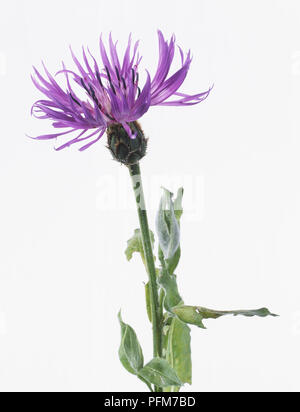 Centaurea montana, una viola di fiordaliso di montagna Foto Stock