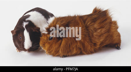 Due cavie (cavia porcellus) in piedi da lato a lato, vista laterale Foto Stock