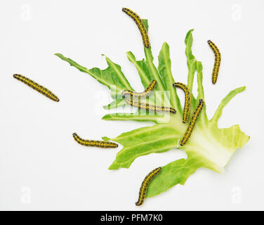 Il cavolo bianco i bruchi (Sarcococca rapae) su una foglia, vista da sopra. Foto Stock