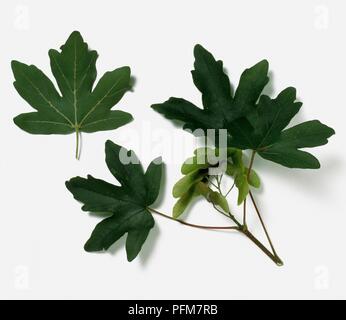 Foglie lobate da Acer campestre (acero campestre) Foto Stock