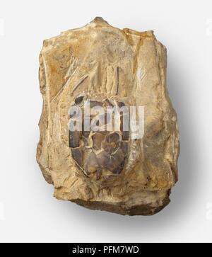 Resta frammentario di Placocystites carpoid fossilizzato Wenlock in calcare Foto Stock