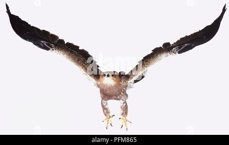 Bruno Eagle (Aquila rapax) prendendo il largo, ali stese, vista frontale Foto Stock