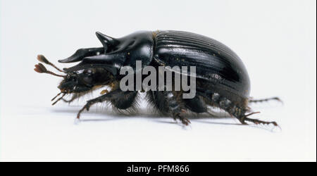 Minotauro beetle, Typhoeus typhoeus, con due grandi corna sporgente in avanti dalla testa e una tromba acustica rivolta verso l'alto, segmentato del corpo è coperta da nero lucido ali, vista laterale. Foto Stock