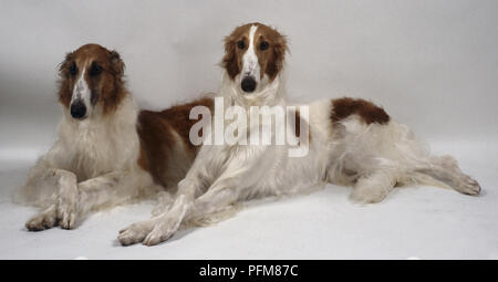 Due esili con i capelli lunghi e di colore marrone e bianco cani cane giacciono fianco a fianco con loro zampe attraversata Foto Stock