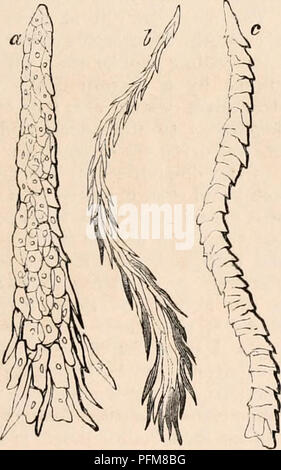 . Il encyclopaedia - Wikizionario di anatomia e fisiologia. Anatomia e fisiologia; Zoologia. Linguetta 1139 è quello di essere trovati. In altre forme che abbiamo visto è continuato durante tutto il composto organo come un sottile indusium, che copre e nasconde le papille secondario sotto il suo buon investire- mento, le scale essendo disposta parallelamente alla superficie; ma in forma conica e papille filiformi vediamo non soltanto l'epitelio esiste- ing in maggiore quantità, ma al di sopra di ogni papilla secondario assumendo una posizione verticale disponi- mento, e, dopo aver continuato compatto per un po' di distanza, la frantumazione in una spazzola di capelli-processo simile Foto Stock