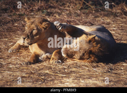 Leone asiatico e la leonessa (Panthera leo persica) ''il corteggiamento'' mentre sdraiato. Il leone ha la sua grande zampa anteriore sul collo della leonessa. Fotografato nel GIR National Park e il santuario di Lion, India, il solo posto per vedere i leoni asiatici nel selvaggio. Foto Stock