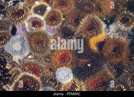 Close-up di un gruppo di colorati anemoni di mare a Yzerfontein, un villaggio di pescatori a 80 km a nord di Città del Capo, fuori l'R27. Giugno 21, 1998. Foto Stock
